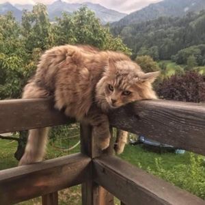 Meet your Posher, Abi